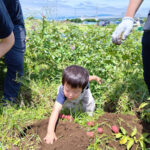 ぴーまん保育園弘明寺 さつま芋掘り