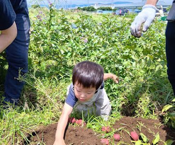 ぴーまん保育園弘明寺 さつま芋掘り