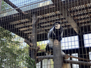 ぴーまん保育園弘明寺　遠足　野毛山動物園