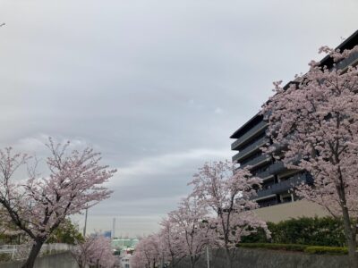 新杉田　保育園　