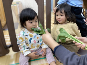 ぴーまん保育園弘明寺　小松菜　ほうれん草　食育