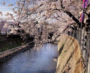 弘明寺 桜 満開