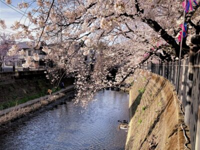 弘明寺 桜 満開