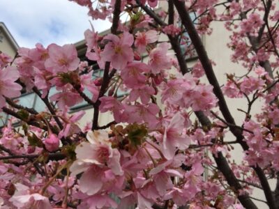 保育園　反町　神奈川区